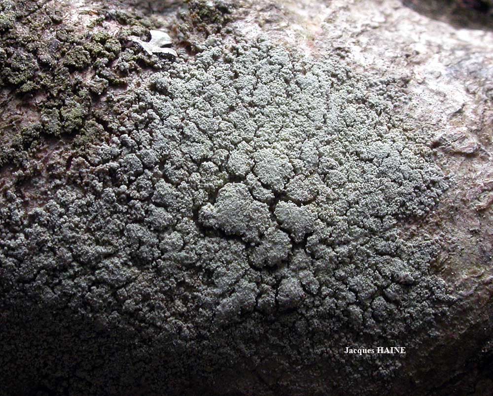 Представитель Семейства Ropalosporaceae
